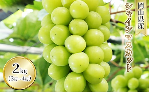 ぶどう シャインマスカット 2kg 3房～4房 1房 約500g～600g 葡萄 フルーツ 岡山 高梁市産 赤迫農園 2026年 先行予約