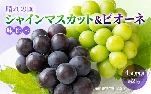 2026年 早期受付 ぶどう 晴れの国 シャインマスカット&ピオーネ 味比べ 4房（中房）化粧箱入り 岡山県 高梁市 ブドウ 葡萄 果物 フルーツ 
