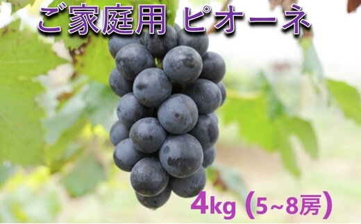 ぶどう 【2026年 先行予約】 訳あり ご家庭用 ピオーネ 4kg(5～8房) 葡萄 フルーツ 岡山 高梁市産 こあに葡萄園