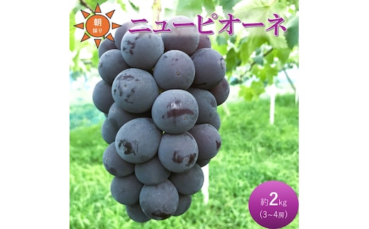 2026年 早期受付 ぶどう ニューピオーネ 3～4房 約2kg 岡山県高梁市産 うめづぶどう園 化粧箱入り 葡萄 ブドウ 大粒 贈答用