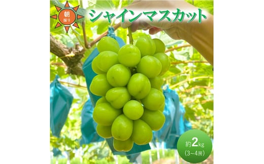 ぶどう 贈答用 シャインマスカット 約2kg 3～4房 高梁市産 2027年 先行予約 贈答用 化粧箱 大粒 葡萄 ブドウ うめづぶどう園
