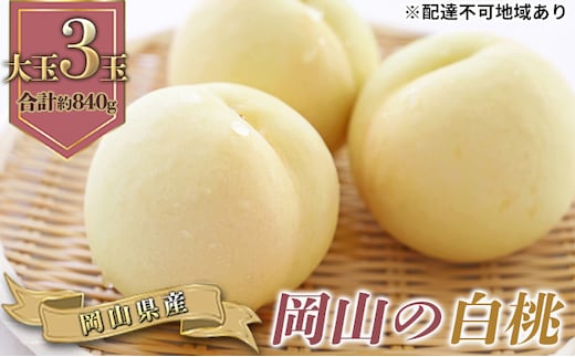 桃 2026年 先行予約 岡山の 白桃 大玉3玉 早生種 合計約840g もも モモ 岡山県産 国産 フルーツ 果物 ギフト