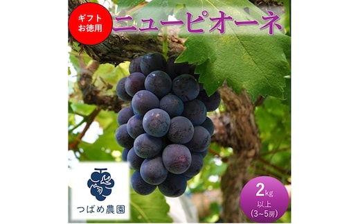 2026年 早期受付 ぶどう ギフトお徳用ニューピオーネ 2kg以上(3～5房) 数量限定 岡山県 高梁市産