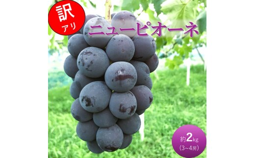 2026 早期受付 ぶどう ニューピオーネ 3～4房 約2kg 岡山県高梁市産 うめづぶどう園 化粧箱入り 葡萄 ブドウ 訳あり