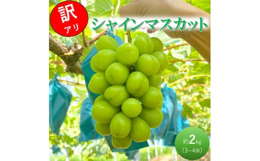 2026 早期受付 ぶどう シャインマスカット 3～4房 約2kg 岡山県高梁市産 うめづぶどう園 化粧箱入り 葡萄 ブドウ 訳あり