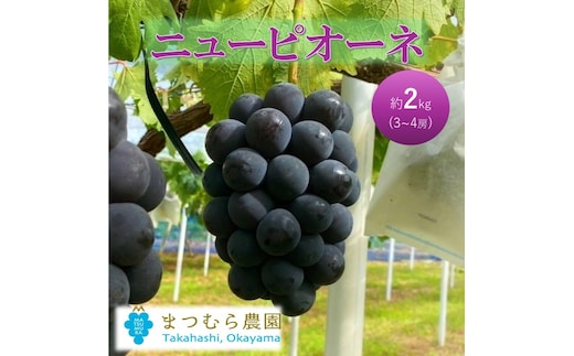 2026年 早期受付 ぶどう ピオーネ 約2kg（3～4房）岡山県高梁市産 まつむら農園 個装箱入り 葡萄 ブドウ 贈り物