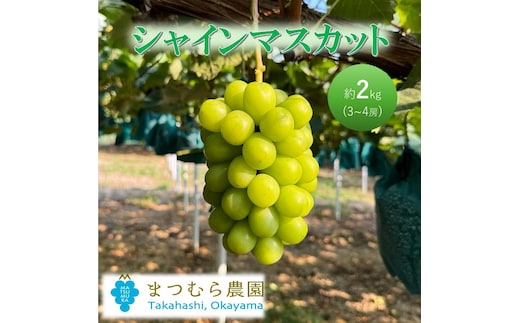 2026年 早期受付 ぶどう シャインマスカット 約２kg（3～4房）大粒 岡山県高梁市産 個装箱入り 葡萄 ブドウ 贈り物