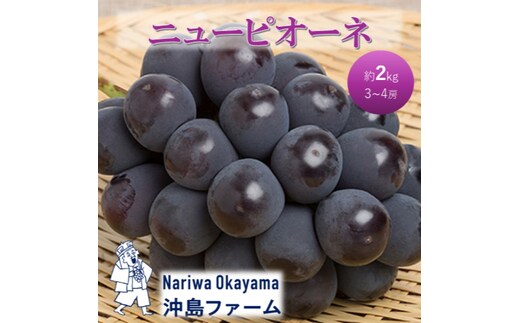 2026年 早期受付 ぶどう ピオーネ 約2kg（3～4房）岡山県高梁市産 沖島ファーム 化粧箱入り 葡萄 ブドウ 贈答用
