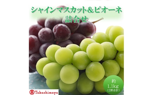 2026年 早期受付【高島屋選定品】シャインマスカット＆ピオーネ詰合せ 約1.1kg（2房合計） 岡山県高梁市産 個装箱入り 葡萄 ブドウ 贈り物