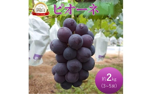 2026年 早期受付 ぶどう ピオーネ 約2kg 3～5房 岡山県高梁市産 岩原農園 葡萄 ブドウ