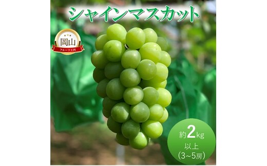 2026年 早期受付 ぶどう シャインマスカット約2kg（3～5房） 岡山県高梁市産 岩原農園 葡萄 ブドウ