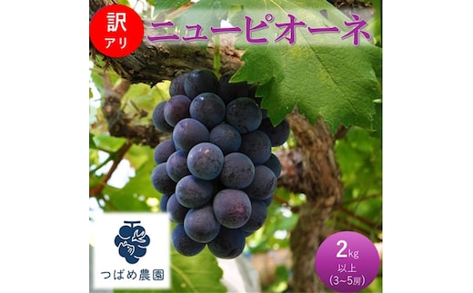 2026年 早期受付 ぶどう 訳あり ニューピオーネ 2kg以上(3～5房) 数量限定 岡山県 高梁市産