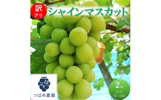 2026年 早期受付 ぶどう 訳あり シャインマスカット 2kg以上(3～5房) 数量限定 岡山県 高梁市産