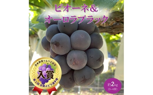 2026年 早期受付 ぶどう ピオーネ＆オーロラブラック セット 3～4房 約2kg 岡山県高梁市産 うめづぶどう園 化粧箱入り 葡萄 ブドウ