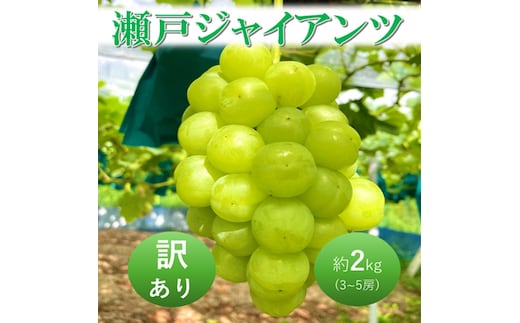 2026年 早期受付 ぶどう 瀬戸ジャイアンツ 3～5房 約2kg 岡山県高梁市産 うめづぶどう園 化粧箱入り 葡萄 ブドウ 訳あり
