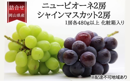 ぶどう 2026年 先行予約 詰合/ニューピオーネ2房(1房480g以上)・シャインマスカット晴王2房(1房480g以上) 化粧箱入り ブドウ 葡萄 岡山県産 国産 フルーツ 果物 ギフト