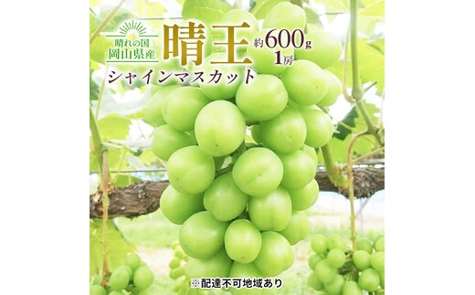 ぶどう 2026年 先行約 シャイン マスカット 晴王 1房 約600g 大粒 種無し ブドウ 葡萄 岡山県産 国産 フルーツ 果物 ギフト 橋田商店