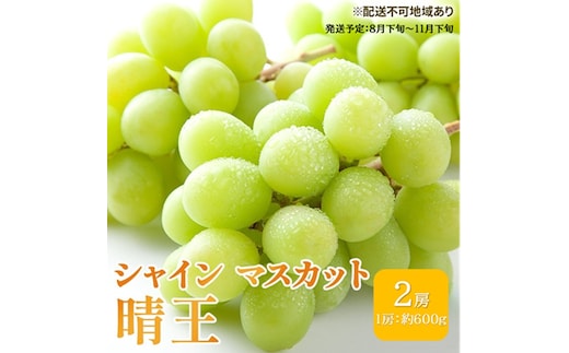 ぶどう 2026年 先行予約 シャイン マスカット 晴王 約600g×2房 ブドウ 葡萄 岡山県産 国産 フルーツ 果物 ギフト 果物類