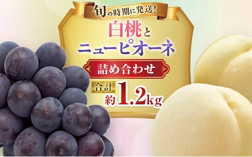 【2026年先行受付】 白桃 ニューピオーネ 約1.2kg セット 桃 2玉 ぶどう 1房 岡山県産 御中元 ギフト 御礼 プレゼント 御礼 御祝 御供 果物 くだもの フルーツ もも モモ 葡萄 ブドウ