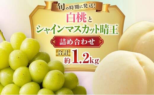 【2026年先行受付】 白桃 シャインマスカット 晴王 約1.2kg セット 桃 2玉 ぶどう 1房 岡山県産 御中元 ギフト 御礼 プレゼント 御礼 御祝 御供 果物 くだもの フルーツ もも モモ 葡萄 ブドウ