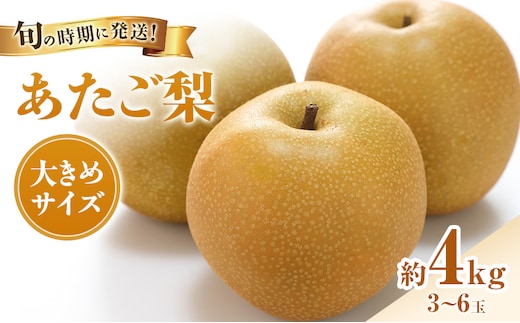 【2026年先行受付】 梨 あたご梨 秀品 約4kg(3～6玉) 岡山名産 日本一大きな梨 なし ナシ お歳暮 ギフト 御礼 プレゼント 御礼 御祝 御供 果物 くだもの フルーツ