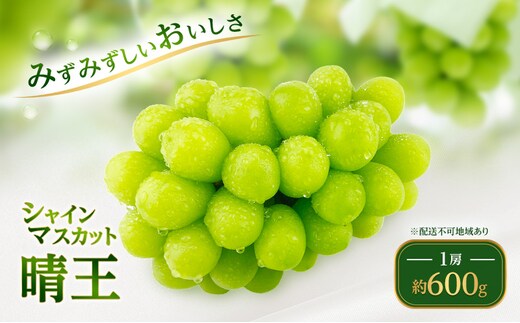 ぶどう 2026年 先行予約 シャイン マスカット 晴王 1房 約600g ブドウ 葡萄 岡山県船穂産 国産 フルーツ 果物 ギフト デザート 食後 酸味が少ない 産地直送