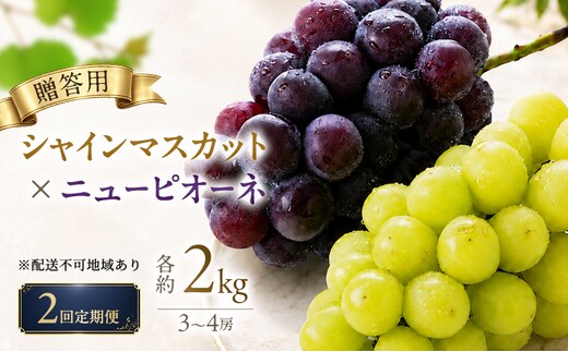 2回定期便 贈答用 シャインマスカット約2kg(3-4房)×ニューピオーネ約2kg(3-4房) 岡山県高梁市産 うめづぶどう園 化粧箱入り 葡萄 ブドウ 大粒 配送不可：北海道、沖縄、離島