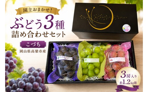 園主おまかせ！ぶどう3種詰め合わせセット【こづち】（3房入り）約1.2kg 化粧箱 岡山県 高梁市産
