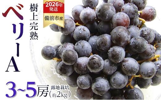 【2026年発送分 先行受付開始！】びぜん葡萄「ベリーＡ」（露地栽培）約2kg（令和8年9月上旬～9月中旬頃発送） 【 岡山県備前市産 ベリーＡ 露地栽培 約2kg 3～5房目安 樹上完熟 】