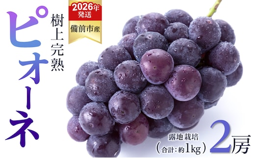 【2026年発送分 先行受付開始！】びぜん葡萄「ピオーネ」（露地栽培）2房入（令和8年8月中旬～9月中旬頃発送）【 岡山県備前市産 ピオーネ 露地栽培 2房 樹上完熟 】