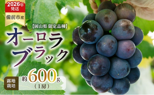【2026年発送分 先行受付開始！】びぜん葡萄「オーロラブラック」（露地栽培）1房入（令和8年8月中旬～9月中旬頃発送）【 岡山県備前市産 オーロラブラック 露地栽培 1房 約600ｇ前後 】