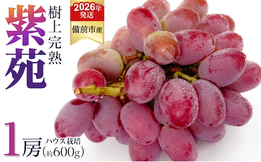 【2026年発送分 先行受付開始！】びぜん葡萄「紫苑」（ハウス栽培）1房入（令和8年10月中旬～11月下旬頃発送）【 岡山県備前市産 紫苑 ハウス栽培 1房 約600ｇ 樹上完熟 】