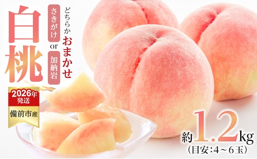 【2026年発送分 先行受付開始！】びぜん白桃 さきがけ白桃・加納岩白桃のうち1品種 約1.2kg（令和8年6月下旬～7月上旬頃発送）【 岡山県備前市産 さきがけ白桃 加納岩白桃 うち1品種 ハウス栽培 約1.2kg（４～６玉目安） 】