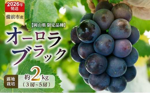 【2026年発送分 先行受付開始！】びぜん葡萄「オーロラブラック」（露地栽培）約2kg（令和8年8月中旬～9月中旬頃発送）【 岡山県備前市産 オーロラブラック 露地栽培 約2kg 樹上完熟 】