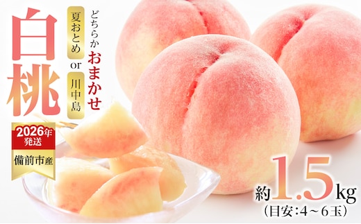 【2026年発送分 先行受付開始！】びぜん白桃 夏おとめ白桃・川中島白桃のうち1品種 約1.5kg（令和8年7月中旬～7月下旬頃発送）【 岡山県備前市産 夏おとめ白桃 川中島白桃 1品種のみ 約1.5kg （４～６玉目安）】