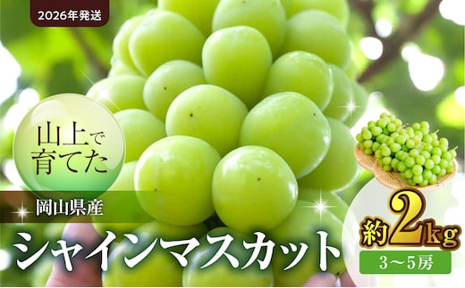 【2026年発送】山上で育てたシャインマスカット 約2kg（9月下旬～10月下旬頃発送）【フルーツ シャインマスカット 岡山県産 晴れの国おかやま】