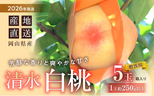 【2026年発送】清水白桃 5玉入り（7月下旬～8月初旬頃発送）【 清水白桃 晴れの国おかやま 白桃 桃 もも 岡山白桃 フルーツ 果物】