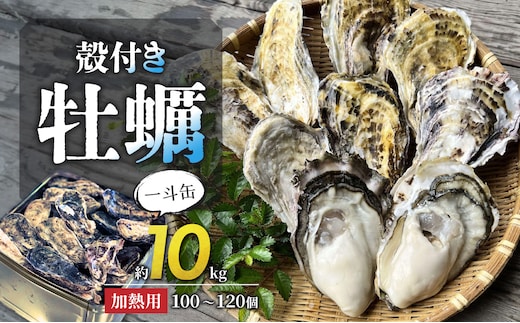 【2026年2月以降発送】殻付き牡蠣(加熱用) 一斗缶（約10kg）【加熱用 ガンガン焼き ナイフ付き 殻付き 一斗缶 海鮮 魚介類 海産物 オイスター】