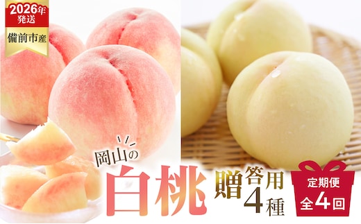 【2026年発送分 先行受付開始！】【定期便】びぜん白桃 贈答用セット 約1.5kg×4回発送（令和8年6月下旬～7月頃発送）【 岡山県備前市産 樹上完熟白桃 約1.5kg（5～7玉目安）×4回発送 贈答用 】