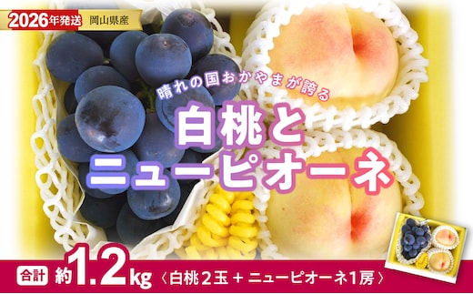 【2026年発送分 先行受付スタート！】岡山県産 白桃とニューピオーネのセット（令和8年7月以降発送）【 白桃 ニューピオーネ セット 詰合せ フルーツ 果物 くだもの もも 桃 モモ 葡萄 ぶどう ブドウ 岡山県産 】
