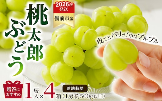 【2026年発送分 先行受付開始！】びぜん葡萄「桃太郎ぶどう」（露地栽培）1房入×4箱セット（令和8年9月上旬～10月中旬頃発送）【 岡山県備前市産 桃太郎ぶどう 露地栽培 1房入×4箱セット 樹上完熟 】