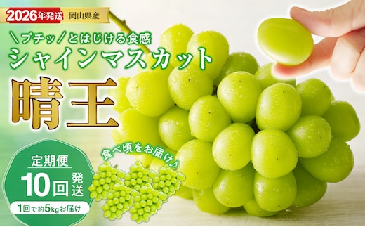 【2026年発送分 先行受付スタート！】【定期便】岡山県産シャインマスカット「晴王」 秀品 大房（約5kg・5～9房目安）×10回発送（令和８年7月以降発送）【 シャインマスカット 晴王 フルーツ 果物 くだもの 葡萄 ぶどう 岡山県産 秀品 大房 種無し 高糖度 】