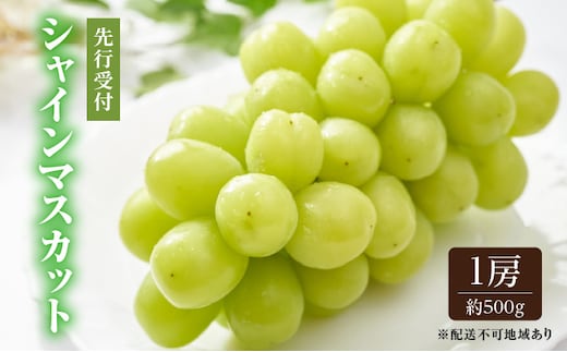 ぶどう 2026年 先行予約 シャイン マスカット 1房 約500g ブドウ 葡萄 岡山県産 国産 フルーツ 果物 ギフト