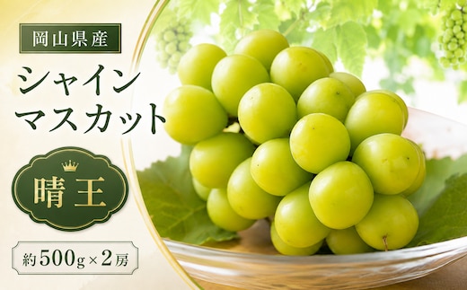 ぶどう 2026年 先行予約 シャイン マスカット 晴王 約500g×2房 種無し ブドウ 葡萄 岡山県産 国産 フルーツ 果物 ギフト デザート 果実 美しい 大粒 高糖度 皮ごと パリッ 弾力 食感 食べやすい 人気
