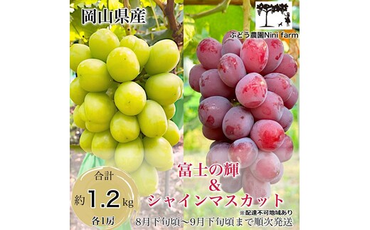 ぶどう 2026年 先行予約 話題の品種 富士の輝＆こだわりのシャインマスカット 贈答ランク 合計約1.2kg ブドウ 葡萄 岡山県産 国産 フルーツ 果物 ギフト 【 Nini farm 農家 直送 】