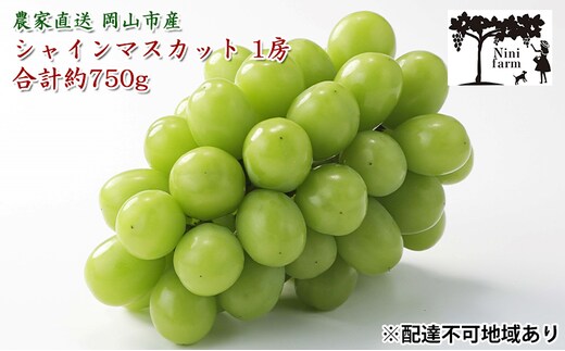 ぶどう 2026年 先行予約 【平均糖度20度】農家こだわりの 最高ランク シャイン マスカット 1房 約750g 特秀クラス ブドウ 葡萄 岡山県産 フルーツ 果物 ギフト 【 Nini farm 農家 直送 】