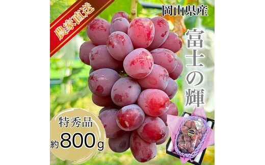 ぶどう 2026年 先行予約 話題の品種 富士の輝 1房詰め 特秀ランク 800g以上 特秀 葡萄 岡山県産 国産 フルーツ 果物 ギフト 【 Nini farm 農家 直送 】