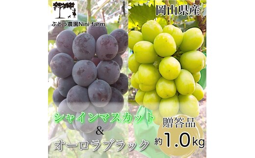ぶどう 2026年 先行予約 農家こだわりの シャイン マスカット ＆ オーロラブラック 2房 合計約1.0kg 贈答クラス 葡萄 岡山県産 国産 フルーツ 果物 ギフト 【 Nini farm 農家 直送 】