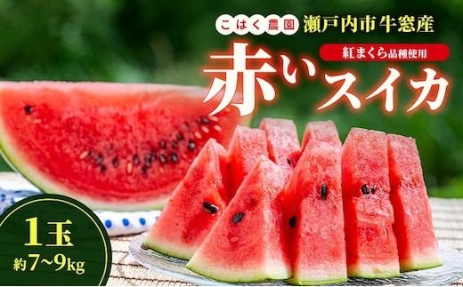 こはく農園 瀬戸内市牛窓産 赤いスイカ【紅まくら品種使用】1玉(約7～9kg) スイカ 西瓜 フルーツ 国産 岡山 瀬戸内市