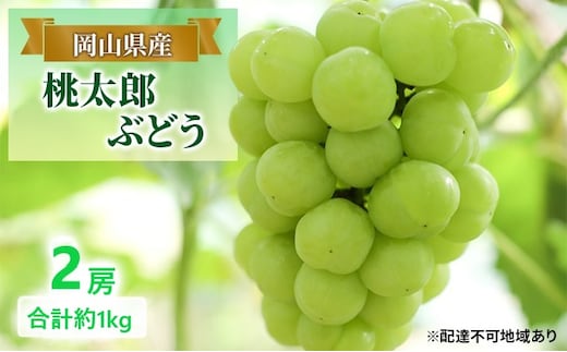 ぶどう 【2026年 早期受付】 桃太郎ぶどう 2房 合計約1kg ブドウ 葡萄 岡山県産 国産 フルーツ 果物 ギフト